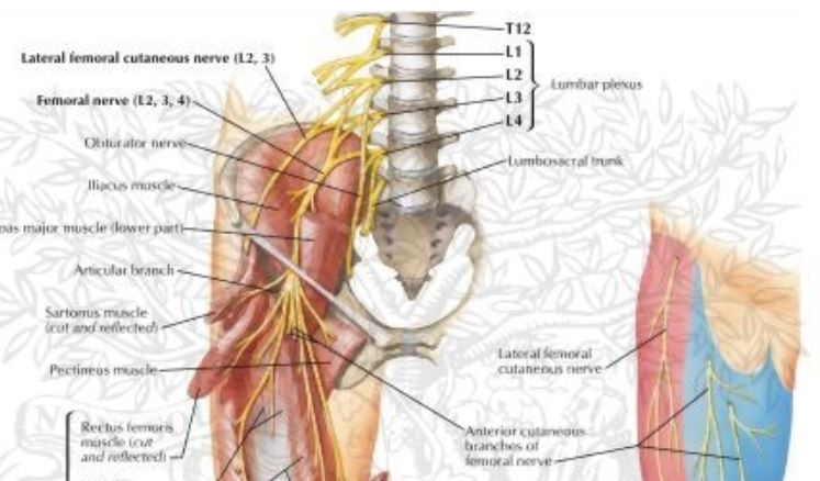 nervul-crural-L2-L3-L4