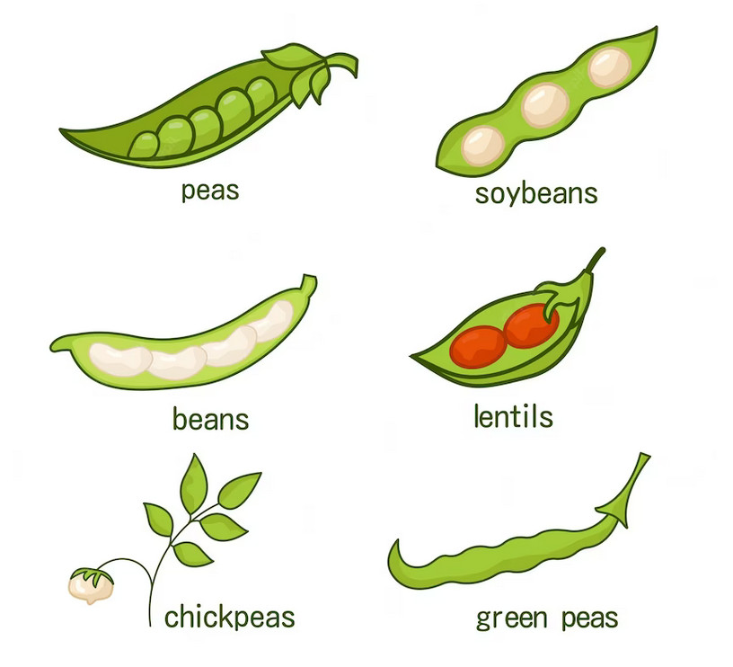 leguminoase exemple si lista