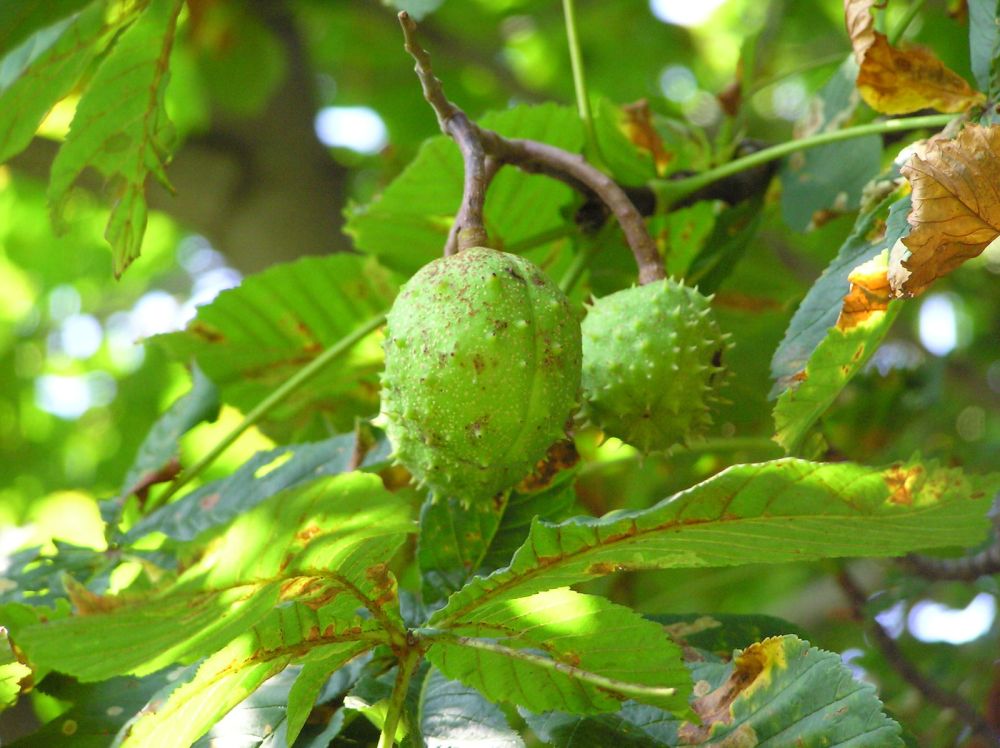 castan-salbatic-Aesculus-hippocastanum