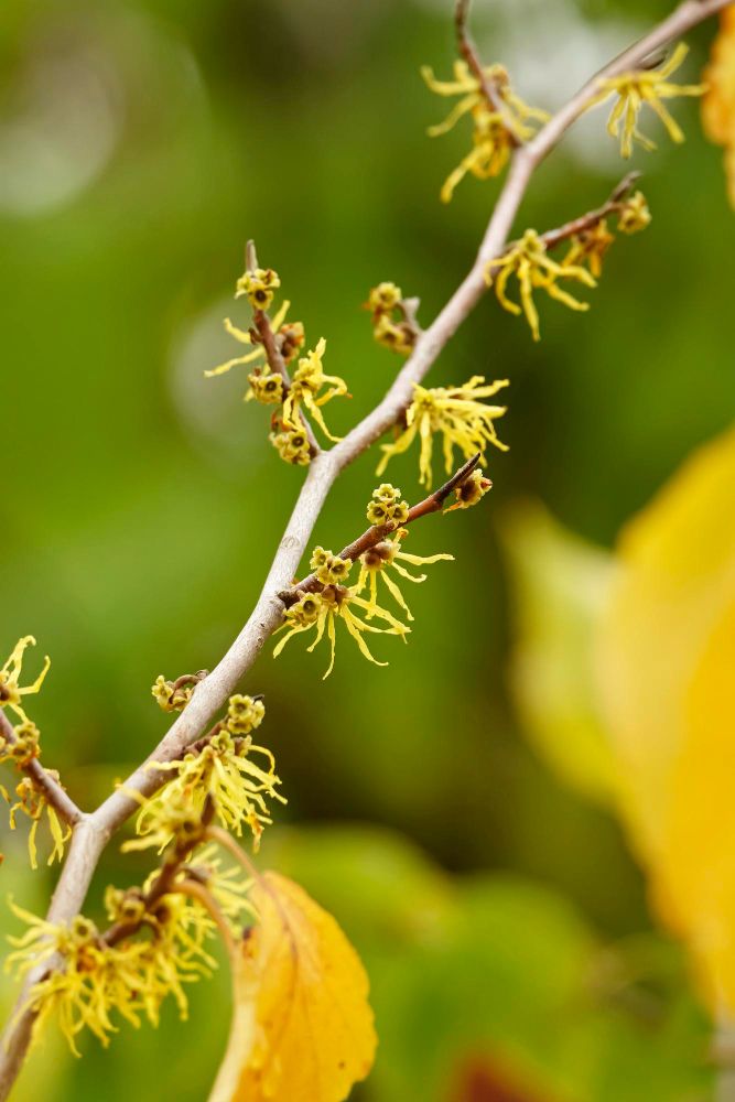 hamamelis-pom
